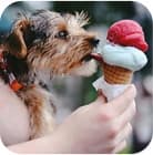 dogs like ice cream